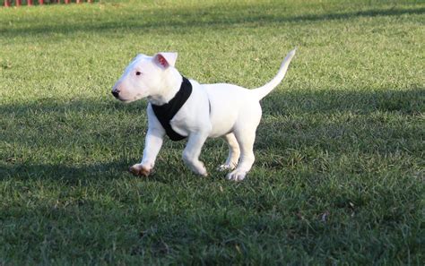 Their head is wide and their gait is powerful and agile. . Bull terrier for sale near me